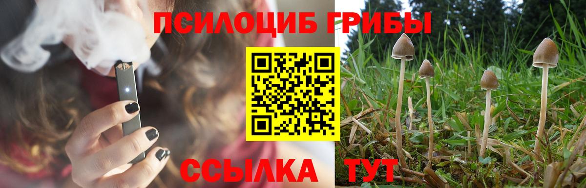 Галлюциногенные грибы Psilocybe Кропоткин